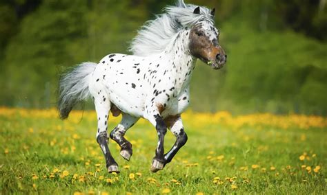 Falabella Horse Breed Info And Facts