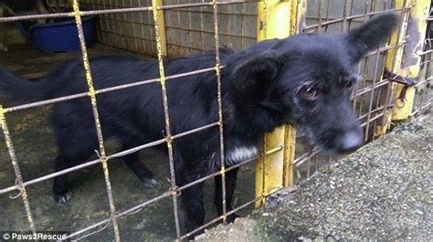 Thousands Of Abused Dogs Rescued In Romania By Uks Paws2rescue Daily