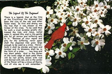 This is a continuation of the series on a children's christmas musical idea that introduces several christmas legends like many other legends, there are several versions of the :legend of the christmas tree. The dogwood tree is the VA state flower and the Cardinal ...