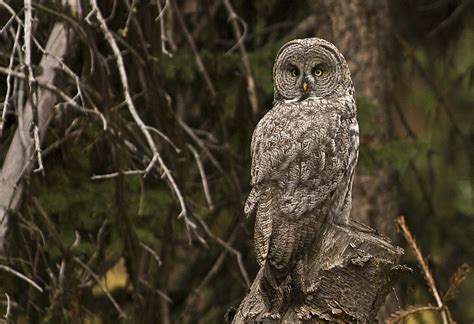 Great Gray Owl Yellowstone