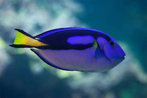 Top 10 Cutest Ornamental Fish In The World Worldweet