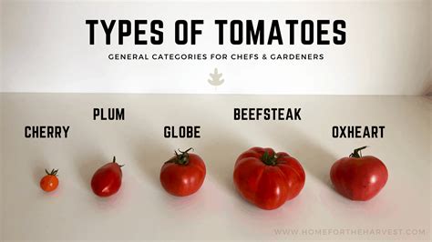 Types Of Tomatoes Overview 🍅 🌿 Unleash A Spectrum Of Flavors And Colors