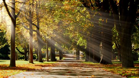 The forest for the trees (2003). park tree alley pathway. autumn fall season background ...