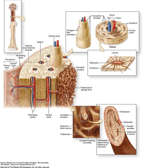 Spongy bone is composed of trabeculae that contain the. Compact Bone Diagram . Compact Bone Diagram Copyright The Mcgraw Hill Companies Chapter 8 Bone ...