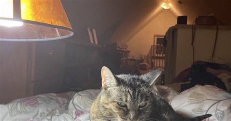 Toshi The Cat For Free In Minneapolis Mn Finds — Nextdoor
