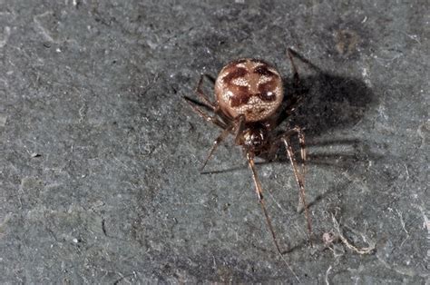 10 Most Common House Spiders