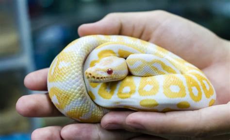 As lizards go, these animals are relatively simple to care. Download Pet Snakes How To Care For - Wayang Pets