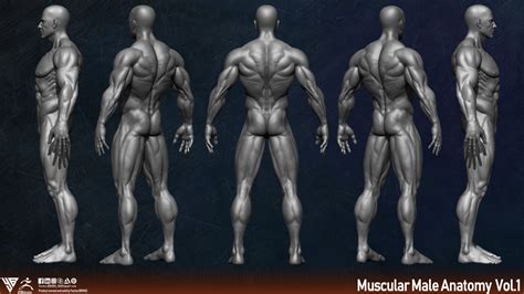 Muscular Male Anatomy Human Base Mesh Flippednormals