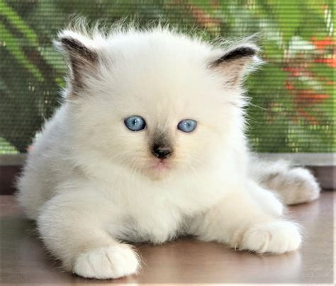 Best selection of ragdoll kittens for sale. Ragdoll Cats For Sale | Orlando, FL #243600 | Petzlover