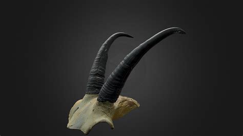 Goat Horns Female391 Download Free 3d Model By Rmap Vancouver Island
