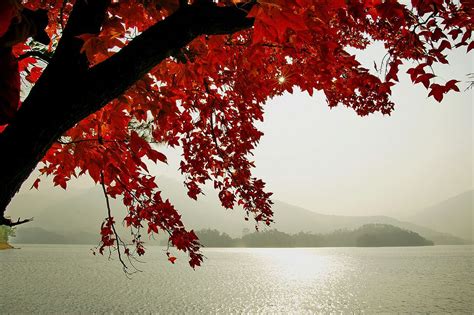 The Winter In Guangzhou Is Warm So The Maple Leaves Are Still Red In