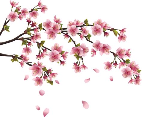 Resultado de imagem para flor de cerejeira png | Kirschblütenzweige gambar png