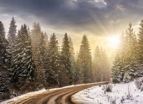 Snowy Road Through Spruce Forest At Sunset Stock Photo Image Of Curve