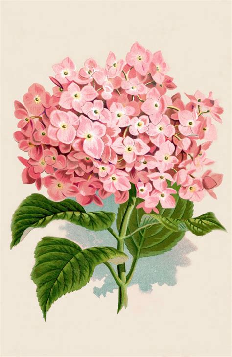 Check spelling or type a new query. Instant Art Printable Download - Hydrangea Botanical Print ...