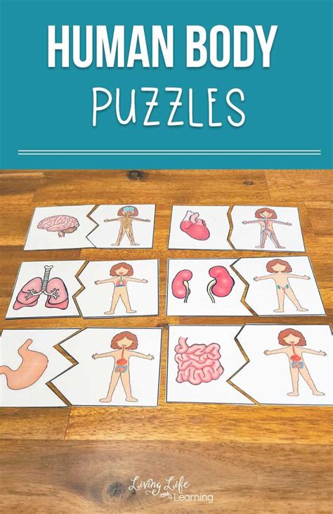 Human Body Puzzle Worksheet