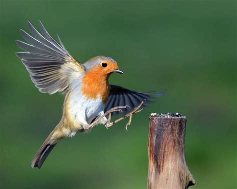 Robin Flying Stock Photos Pictures And Royalty Free Images Istock