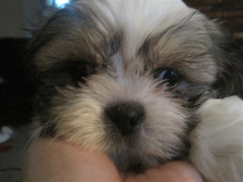 The best local pet supply store, check us out! Shih Tzu puppies FOR SALE ADOPTION from Dracut Massachusetts Middlesex @ Adpost.com Classifieds ...