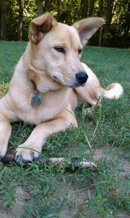 Filedakota The Dixie Dingo Or Carolina Dog Wikimedia Commons