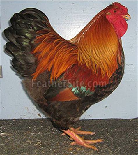 Check spelling or type a new query. Chicken Breed Colours | BackYard Chickens - Learn How to ...