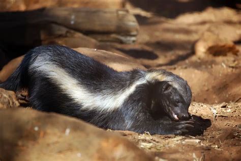 Where Do Honey Badgers Live Naturenibble
