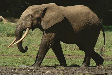 Side View Of An Adult Forest Elephant Photograph By Michael Fay