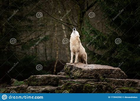 Howling Of White Wolf In The Forest Stock Photo Image Of Dangerous