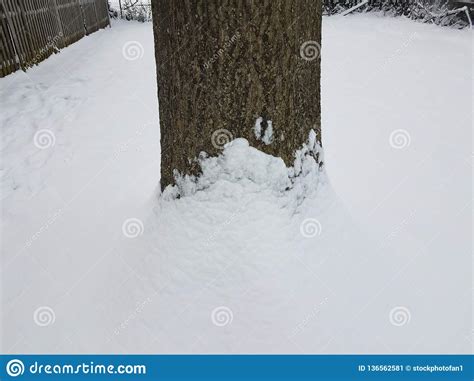 Tree Trunk And Bark With White Snow Stock Image Image Of Frigid