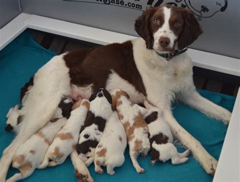 Dual Quality Brittany Puppies Orangewhite Liverwhite Roan For