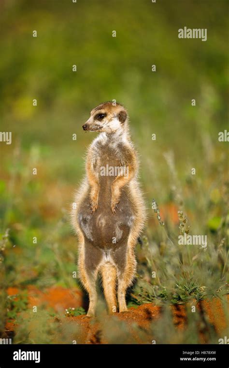 Meerkat Suricata Suricatta Pregnant Female Kalahari South Africa