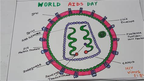 How To Draw Structure Of Hiv Aids Virus Figure Drawing Diagram