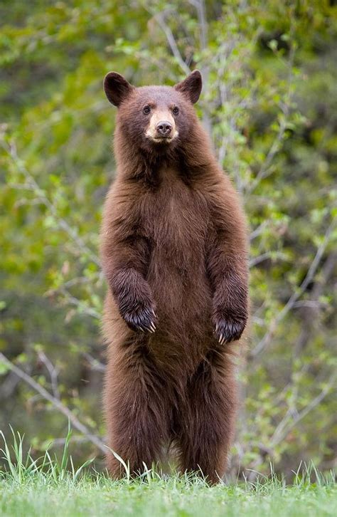 Brown Bear Cub Standing On Hind Legs Photograph By Birdimages Fine