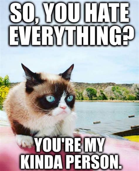 Lol Grumpy Cat Grumpy Cat Meme Cats