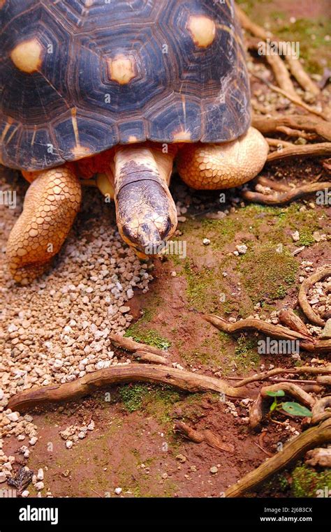 Turtle Crawling On The Ground Background Stock Photo Alamy