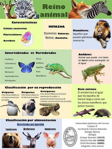 Infografía Del Reino Animal Clasificacion De Seres Vivos