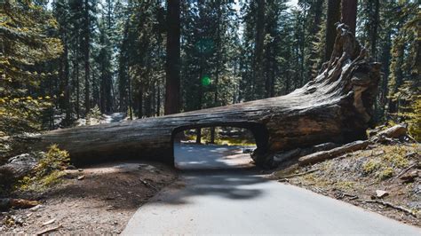 The Best Campsites In Sequoia National Park California