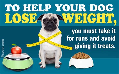 Heres How You Can Help Your Overweight Dog Lose Weight Pet Ponder