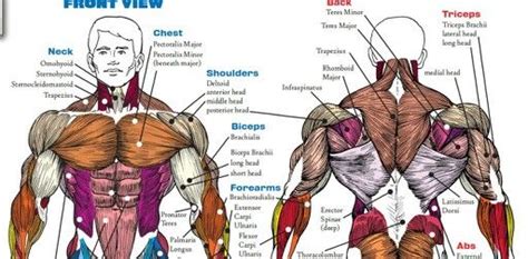 Muscle Chart Muscle Body Bodybuilding Anatomy