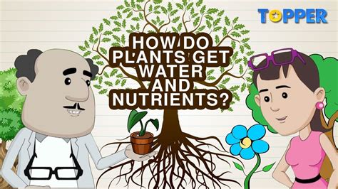 Transportation Of Water And Nutrients In Plants Xylem And Phloem