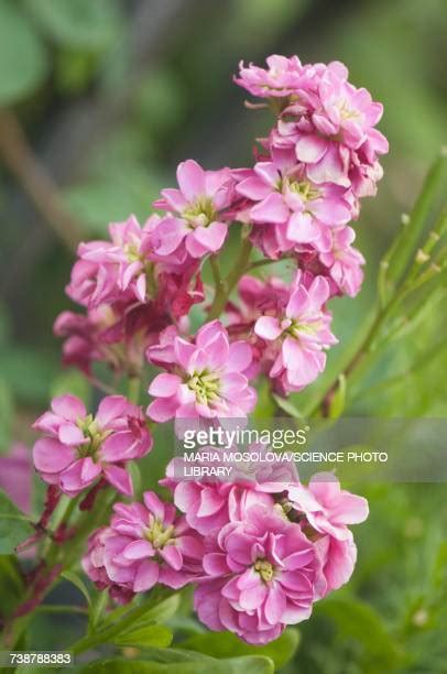 Maria Flower Photos And Premium High Res Pictures Getty Images