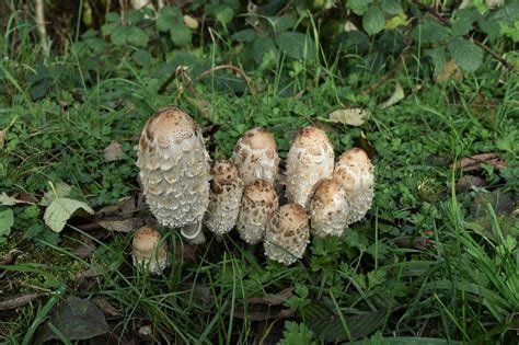 Common Types Of Backyard Mushrooms