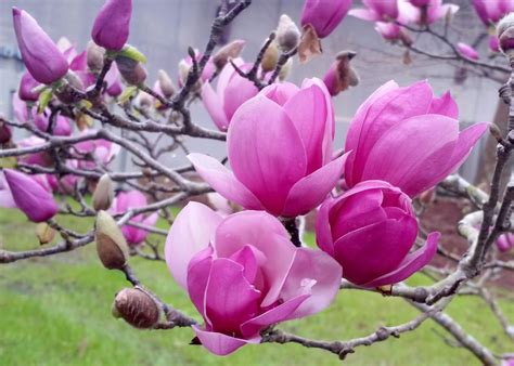 How To Grow Magnolia Ann Magnolia Growing Tips How To Home
