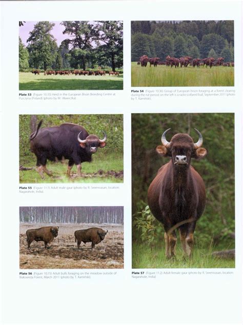 Ecology Evolution And Behaviour Of Wild Cattle Implications For Conservation Nhbs Academic