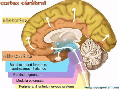 Cortex Cérébral Définition Illustrée Et Explications