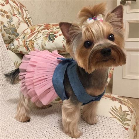 Pin By Worth Buying On Aliexpress On Hot Sale Aliexpress Pet Costumes
