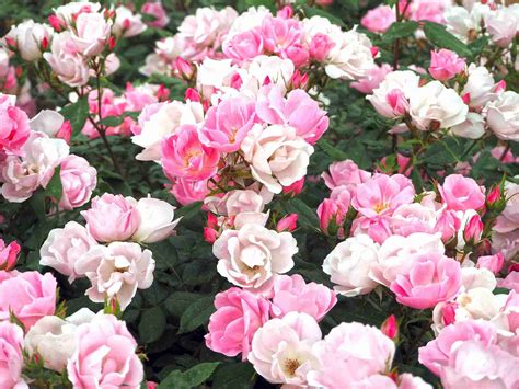 7 Easy To Grow Rose Bushes Landscaping With Roses Rock Garden
