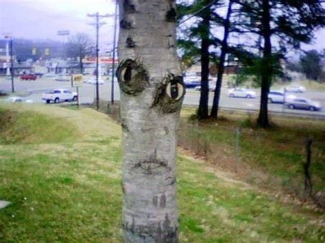 Scary Tree Things With Faces Tree Face Creepy Trees