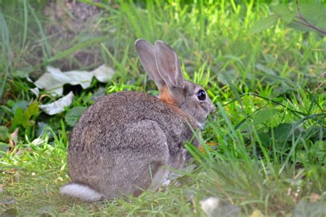 Rabbit Tail 101 Your Guide To Bunny Tails The Bunny Hub