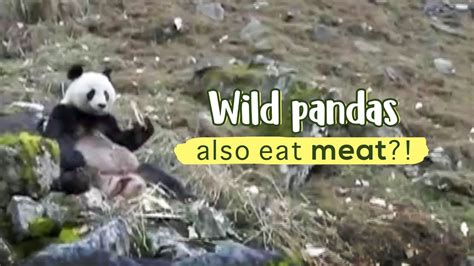 Wild Pandas Also Eat Meat Youtube