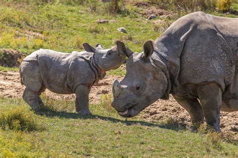 The Indian Rhinoceros A Vulnerable Species Fight For Rhinos