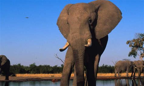 Rosa Rubicondior Doing Science With Elephants